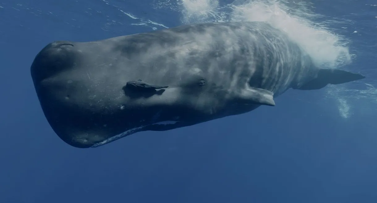 Mammifères marins, les maîtres des abysses