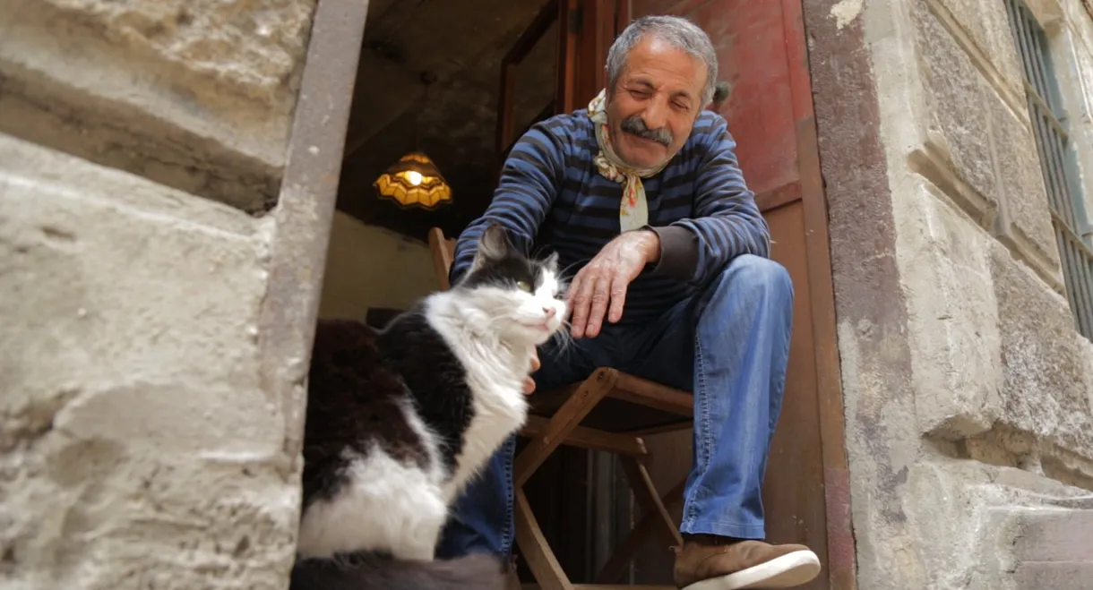 Kedi