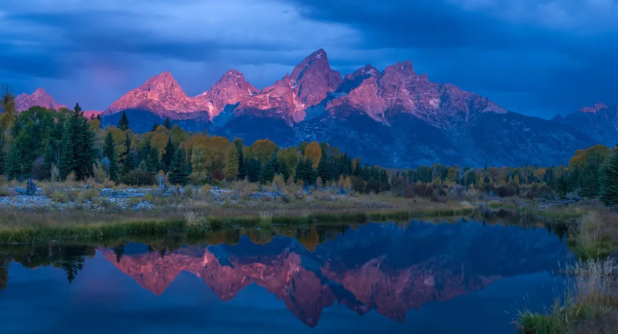 Wild Yellowstone