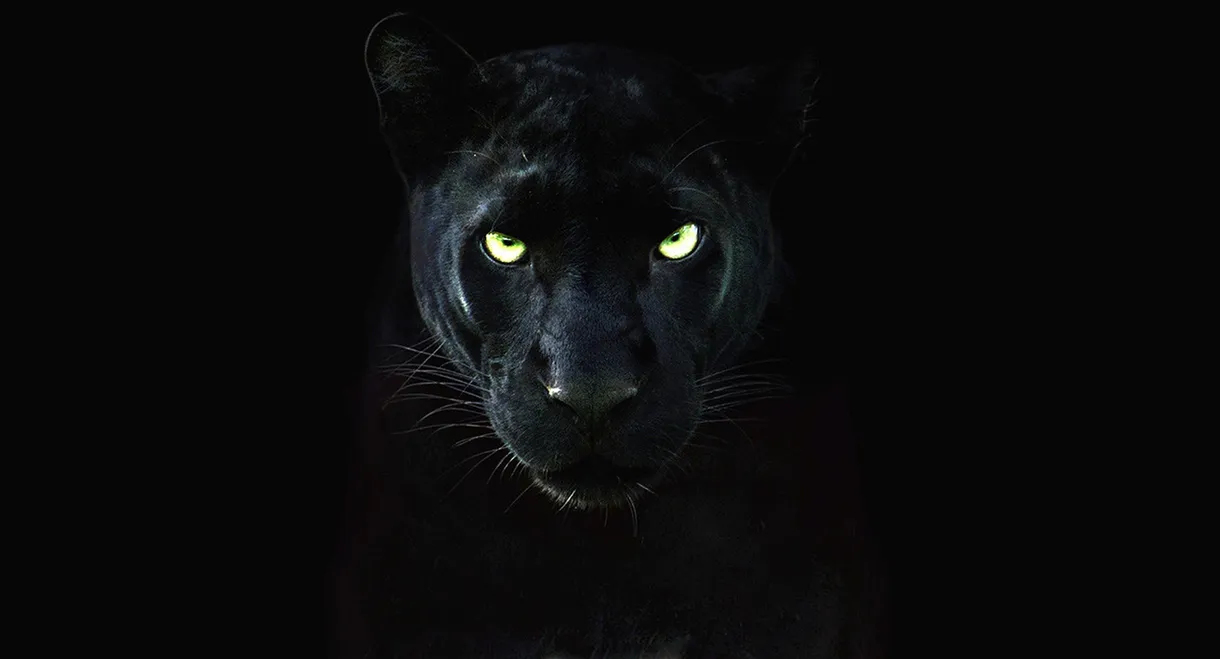 The Real Black Panther