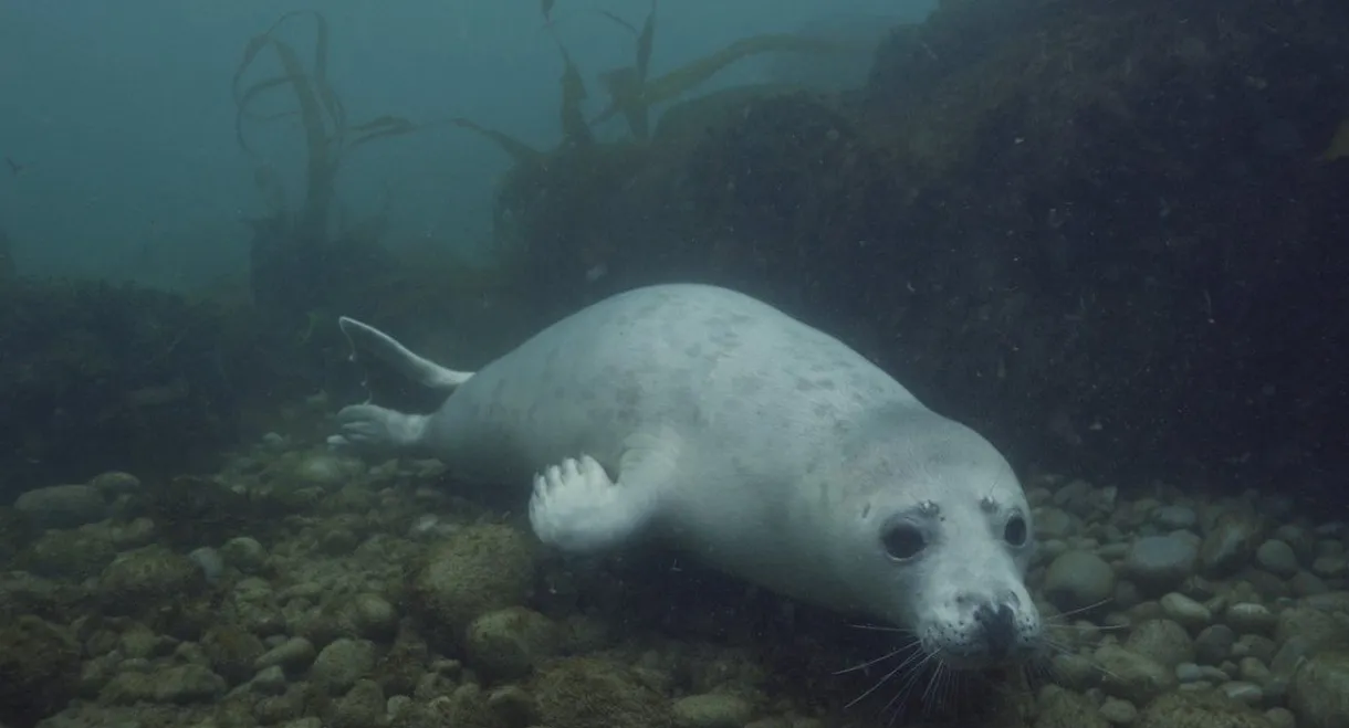 Grey Seals: A Journey of Survival