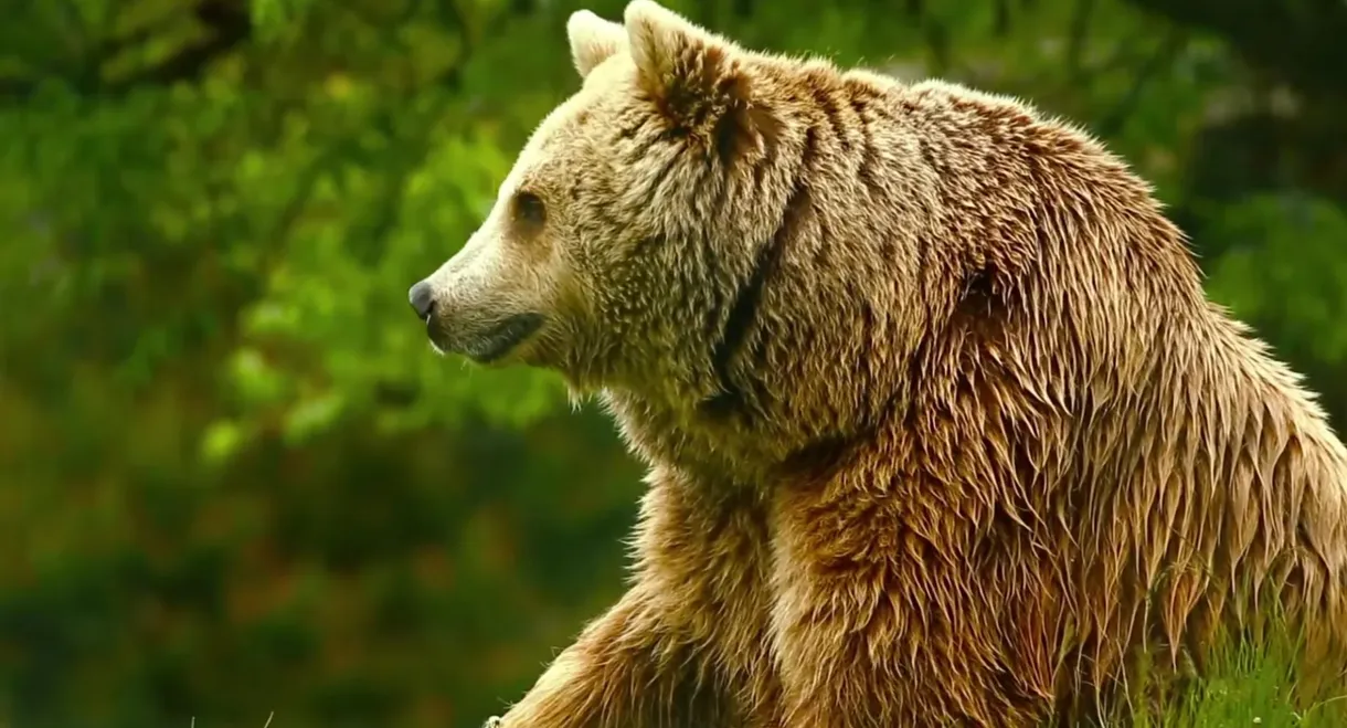 Unedited Footage of a Bear