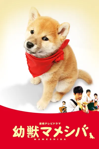 幼獣マメシバ