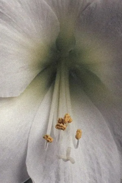 Amaryllis - A Study
