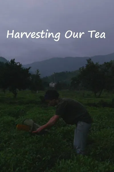 Harvesting Our Tea