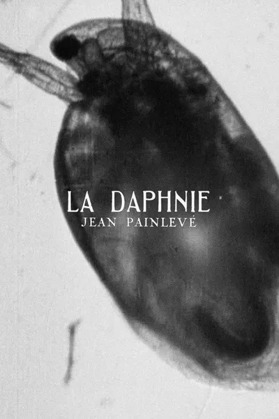 Daphnia